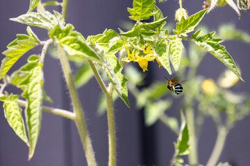 Blue Banded Bee