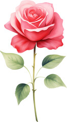 Obraz premium watercolor illustration red Rose flower and green leaves. Florist bouquet, International Women's Day, Mother's Day, wedding flowers.