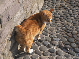 Red haired Kurilian Bobtail breed cat with funny short tail on the street