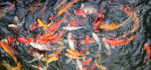 Obraz na płótnie Canvas Group of koi fish, fish, underwater, animal, carp, koi fish