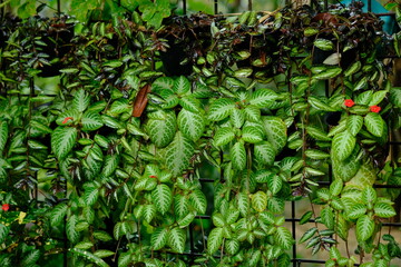 Episcia cupreata is an ornamental plant that comes from the genus Episcia, this flowering plant...