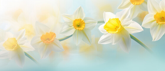 Naklejka na ściany i meble Daffodil flowers plant bloom in soft pastel bright colors on background of wide nature spring floral created with Generative AI Technology