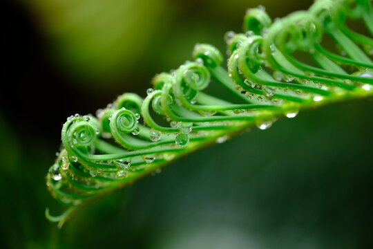 cycad tree leaves that are wet with rain. macro photography. Cycads are ornamental plants.