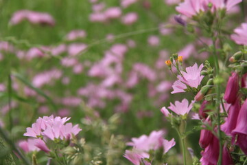 field of pink flowers