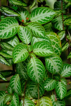 Episcia cupreata is an ornamental plant that comes from the genus Episcia, this flowering plant comes from Africa, including the Gesneriaceae family. lush ornamental plants, wet with rain. Houseplant