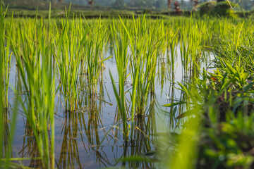 Close up photo of rice plant