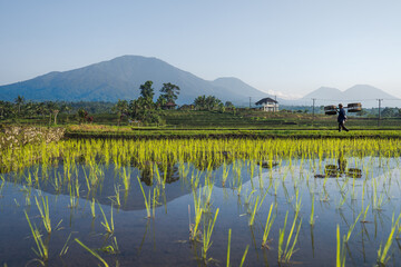 A view of rice fields in Bali