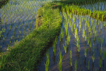 Close up photo of rice plant