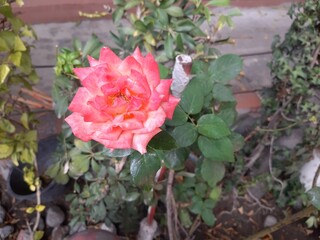pink roses in a garden