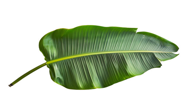 Banana leaves, leaves transparent pictures