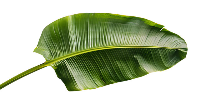 Banana leaves, leaves transparent pictures
