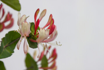 Climbing shrub, type species of the genus Honeysuckle, family Honeysuckle.