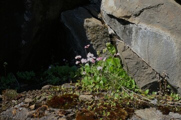 Group of small pink and white wildflowers, most likely woodland stars (Genus Lithophragma) next to a large stone, partially obscured by dark shadows. 