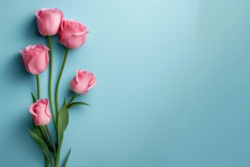 Pastel pink tulips arranged diagonally on a light blue background, Concept of floral art and simplicity