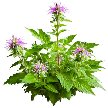 Bee balm arrangement, isolated on transparent background Transparent Background Images