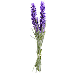 Fototapeta na wymiar Bunch of lavender flowers, isolated on transparent background Transparent Background Images