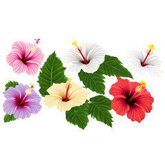 Collection of hibiscus flowers, isolated on transparent background Transparent Background Images 