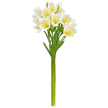 Freesia bunch, isolated on transparent background Transparent Background Images