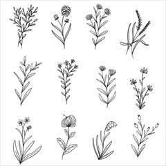 botanical wild floral line art doodle illustration - obrazy, fototapety, plakaty