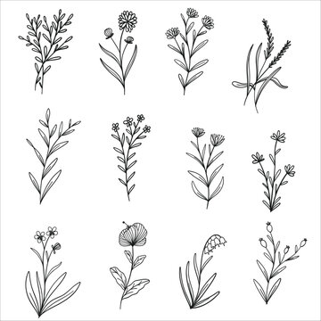 botanical wild floral line art doodle illustration