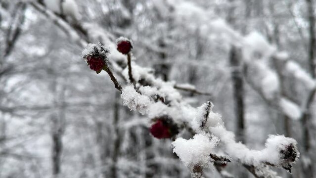Winter snow covers the red blossom of parrotia persica tree in spring season grow heavy snow in late winter nature Hyrcanian forest in mountain highlands
beautiful white snow shower in forest
