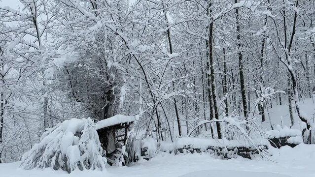 fallen tree caused by heavy snow in forest broken tree covered by winter snow in Hyrcanian forest scenic landscape of Rural wooden hut in woods minimal peaceful viewpoint local people life in Iran