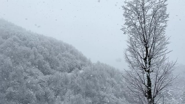 Snow covered forest hills tall tree in the scenic viewpoint in mountain environment in winter heavy snow landscape rural village countryside nature wide view in Mountain highland trekking adventure
