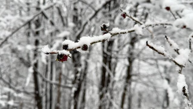 red blossom ironwood tree parrotia persica blooming in spring but heavy snow in late winter covers tree branch in Hyrcanian forest in Mountain highland local people life in wonderful scenic place