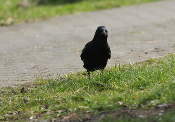 amsel, star, drossel, vogel, frech, natur, wild, raubvogel, raben, weihe, revier, artenschutz, naturschutz, raven, nature, bird, wildlife, native, black, beautiful, cheeky, blackbird, starling, thrush