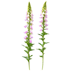 Group of foxglove flowers, isolated on transparent background Transparent Background Images - obrazy, fototapety, plakaty