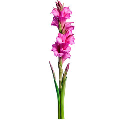 Group of gladiolus flowers, isolated on transparent background Transparent Background Images