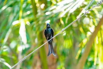 Black Drongo