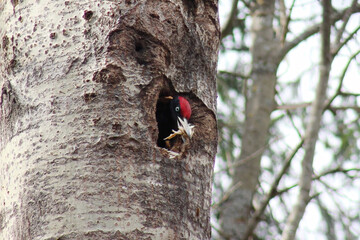 The black woodpecker (Dryocopus martius) adult bird cleaning out nesting hole in aspen tree,...