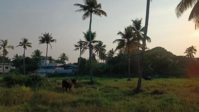 Alleppey India houseboat sailing among canals and rice fields
