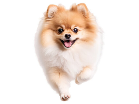 pomeranian dog in motion, playing, running isolated on transparent background