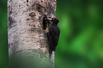 The black woodpecker (Dryocopus martius) adult bird cleaning out nesting hole in aspen tree,...