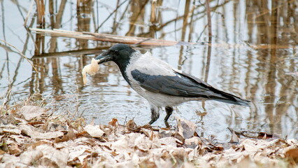 blackbird