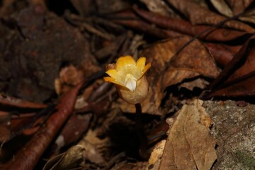 Gastrodia pushparaga is a terrestrial orchid species found in mountainous regions of Asia, particularly in the Himalayas. 