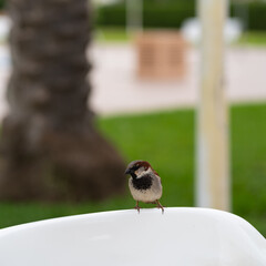 small sparrow perched on a chair in the garden