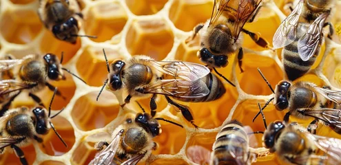 Fototapete Rund The queen marked with dot and bee workers around her - bee colony life © Huong
