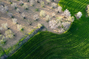 Drone aerial view of green meadow agriculture field and blooming almond tree. Spring season outdoor.