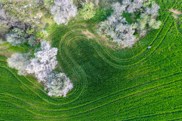Drone aerial view of green meadow agriculture field and blooming almond tree. Spring season outdoor.