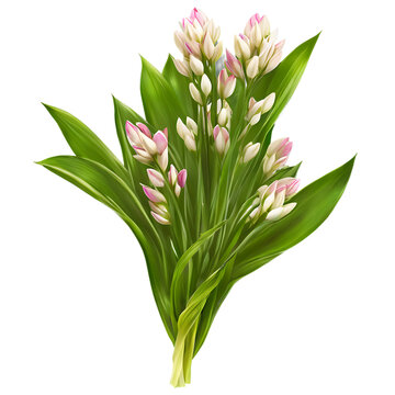 Tulip cluster, isolated on transparent background Transparent Background Images