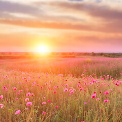 Soft focus sunset field landscape of pink flower . Generating AI