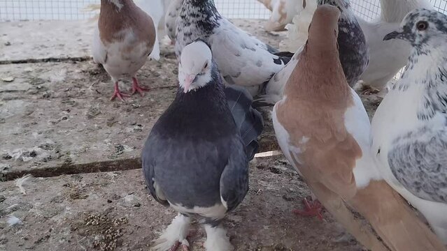 Pigeons Eating Flaying. Beautiful Colorful Pigeon. Flock of colorful doves. Birds are flying. Pigeons royalty. Natural cage View. 4K Footage.
