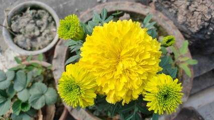 yellow marigold flower