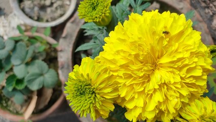 yellow marigold flower