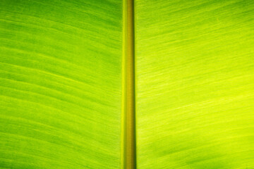Texture, banana leaf, yellow green, close-up shot