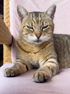 Portrait of a domestic tabby cat resting on a chair