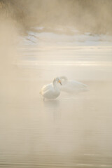 濃い朝靄の湖の白鳥。北海道の屈斜路湖。